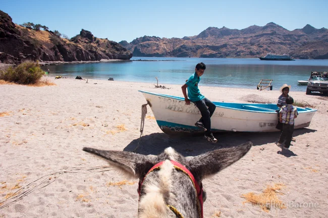 Mule eye view, Bahia Agua Verde, Sea of Cortés.