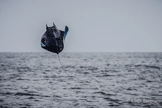 Mobula flying ray breaching, Sea of Cortés.