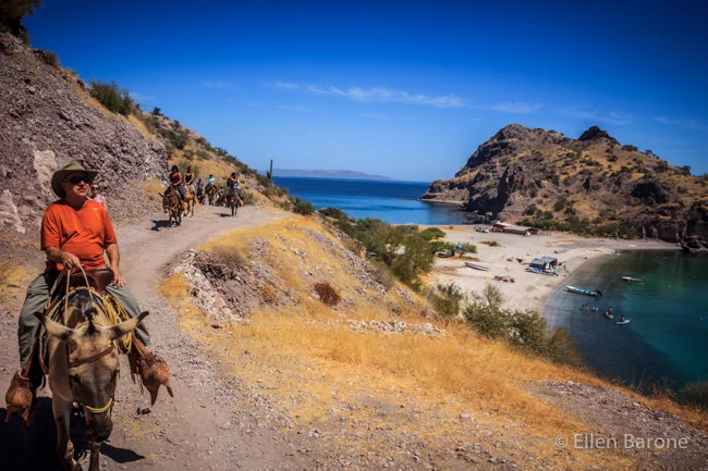 Exploring by mule, Bahia Agua Verde, Sea of Cortés.