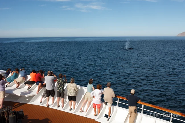 Humpback whale, Safari Endeavour, Sea of Cortés.