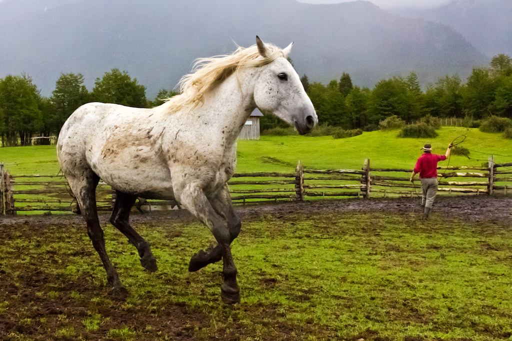  Gaucho with horses, La Estancia, Valle California, Patagonia Sur, Chile, South America 