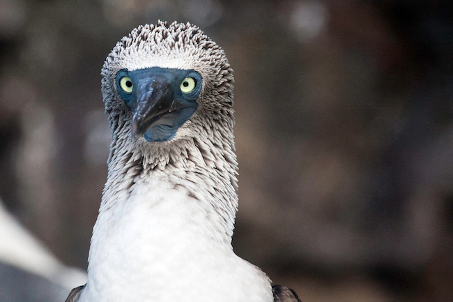 Unpacking Fear, Grief and Multiple Personalities.