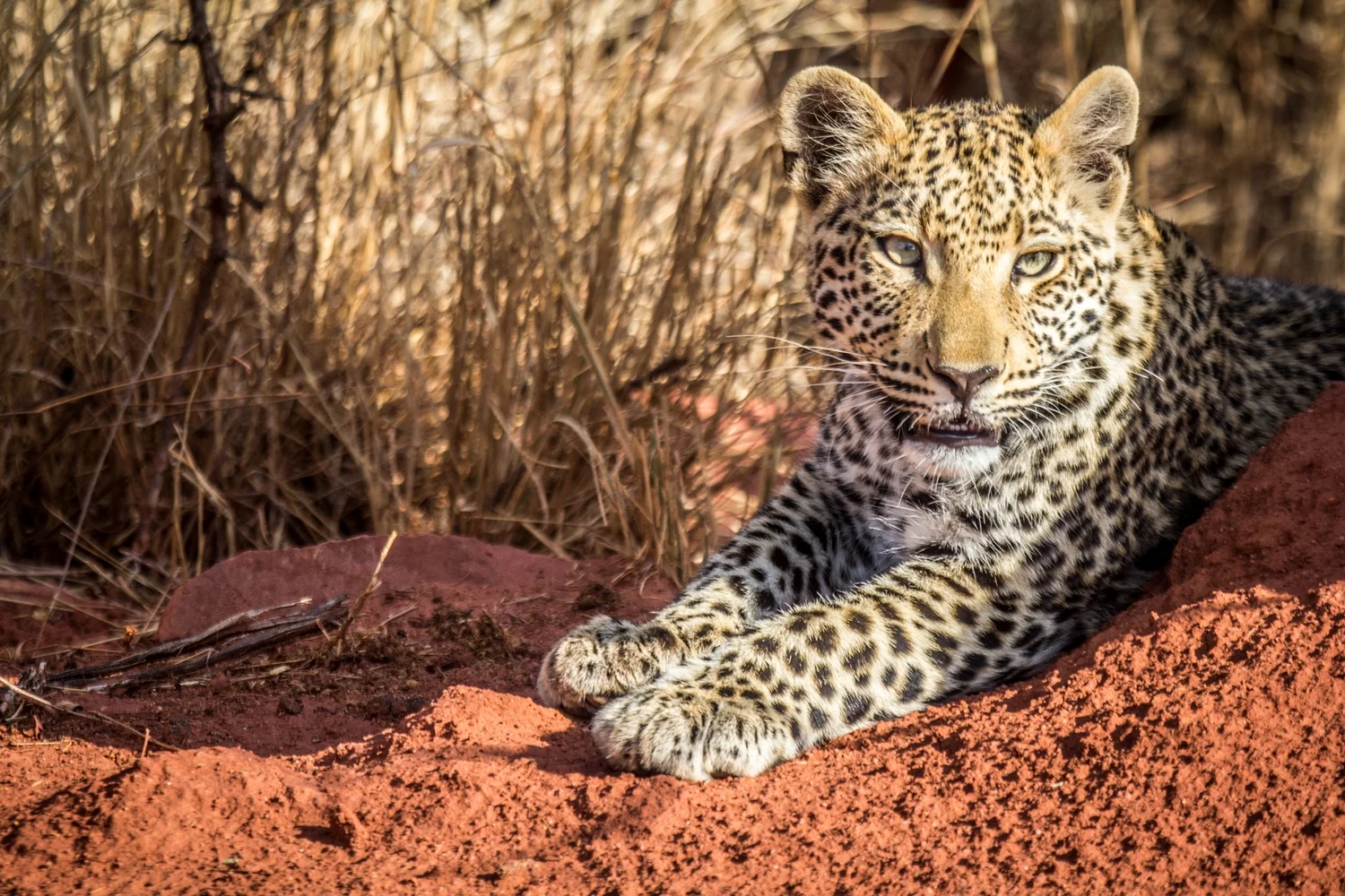 NAMIBIA PHOTO SAFARI: Insider Secrets to Photographing Wildlife in Etosha National Park
