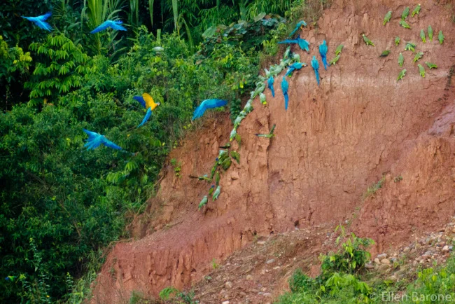 JUNGLE ADVENTURE: Exploring Peru’s Amazon Rainforest