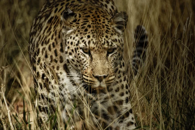 WHAT TO PACK for an African Safari.