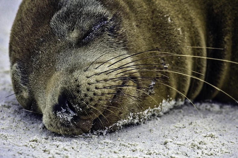 GALAPAGOS ADVENTURE CRUISE: Reptiles, Preservation and Paparazzi