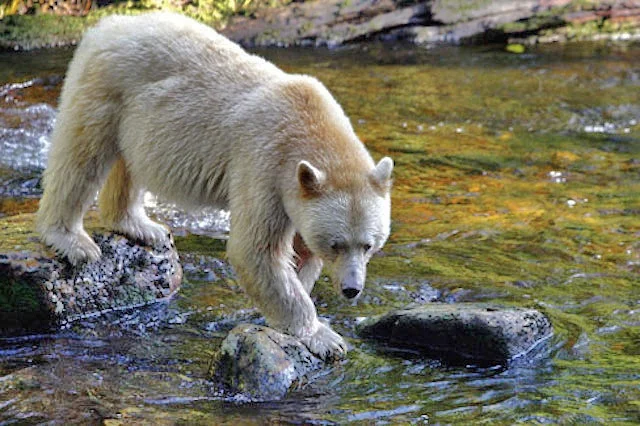 CONSERVATION TRAVEL: Discover the Story of Canada’s Great Bear Rainforest with Canadian Geographic and Maple Leaf Adventures