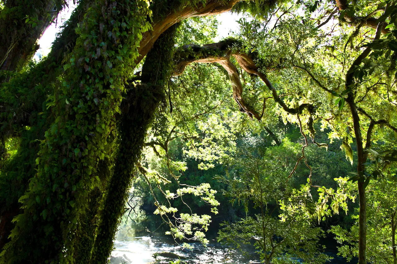  Forest scenic, Quicho trail, Melimoyu, Patagonia Sur, Chile, South America 