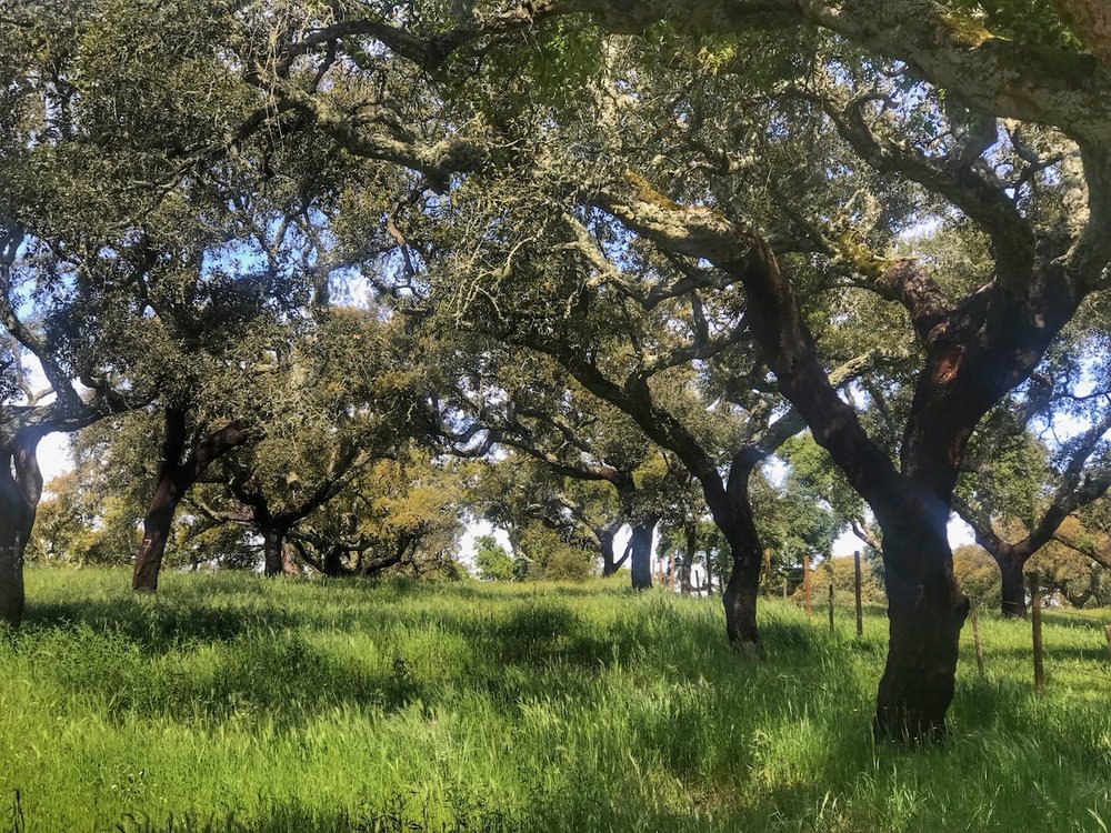 Cork Oak Forest