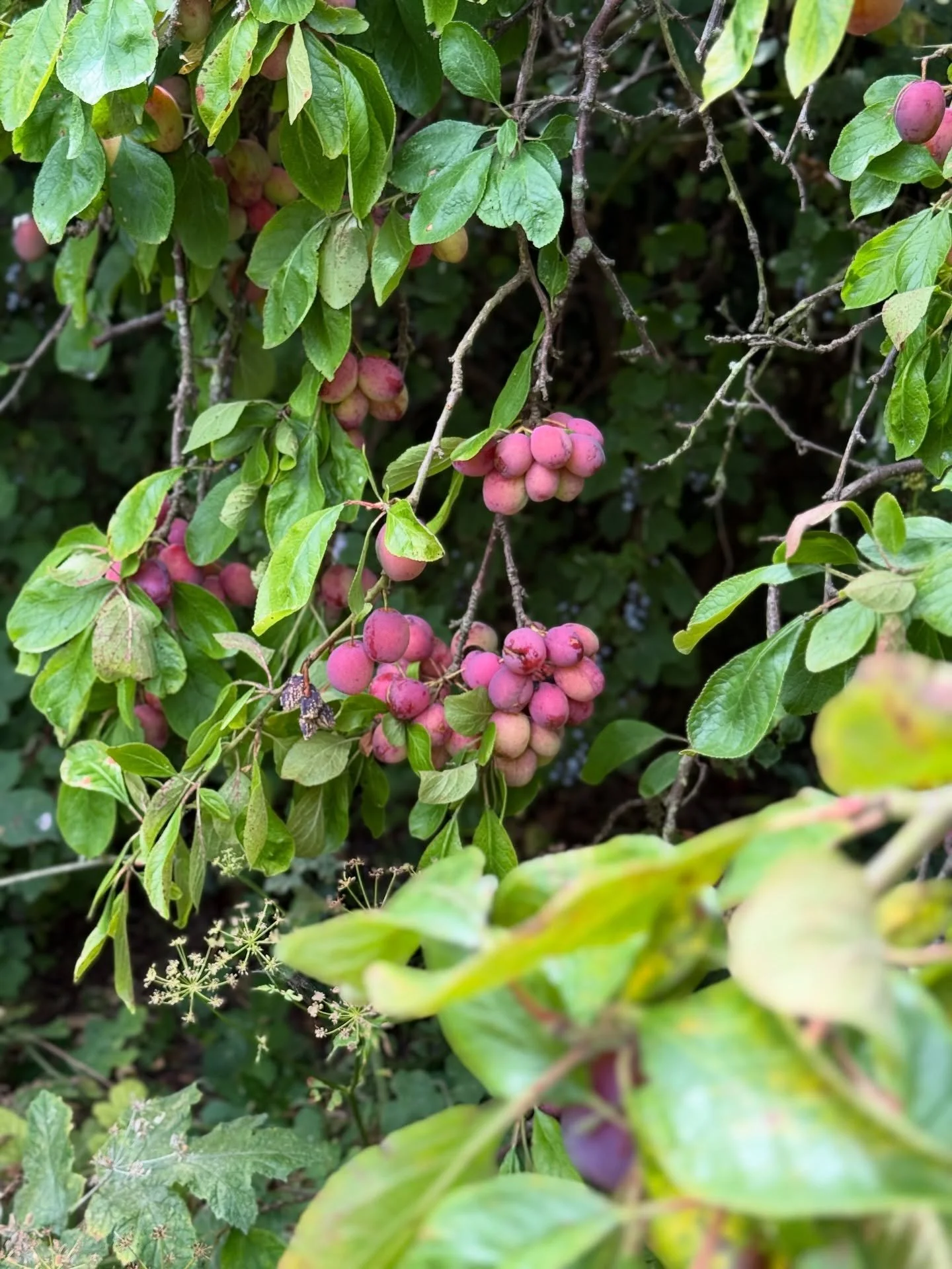 In the East Neuk, seasons don&rsquo;t ease in. They barge through the door&mdash;one day strawberries, the next, plums.

This week, September arrived overnight. The sea has lowered its voice, the mornings are sharper. Even the geraniums look ready to