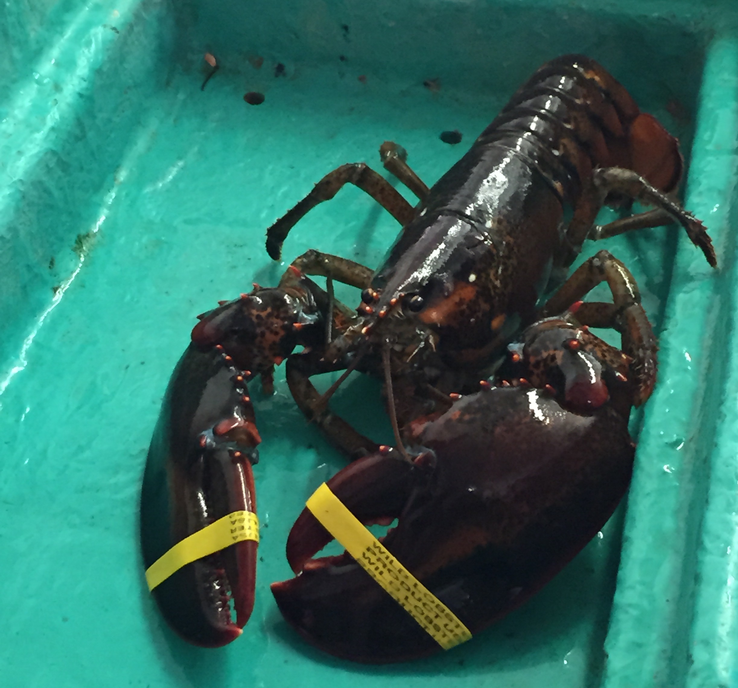 Freshly caught Maine Lobster