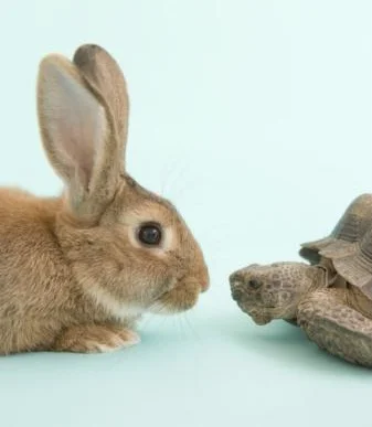 Re-Casting the Tortoise and the Hare: 1 Step Back, Two Steps Forward