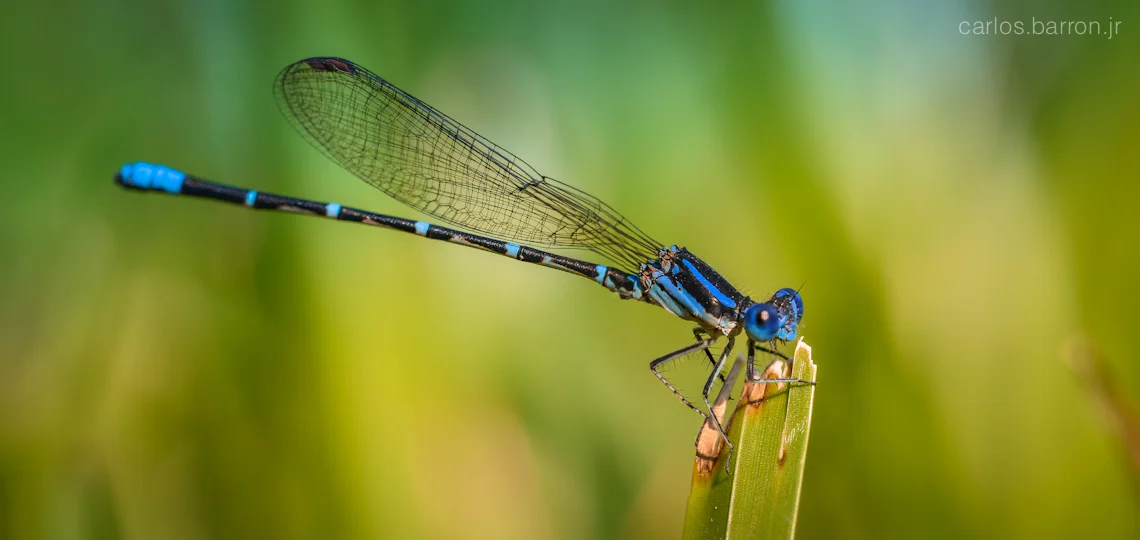 bluet-damselfly-home-cbarronjr