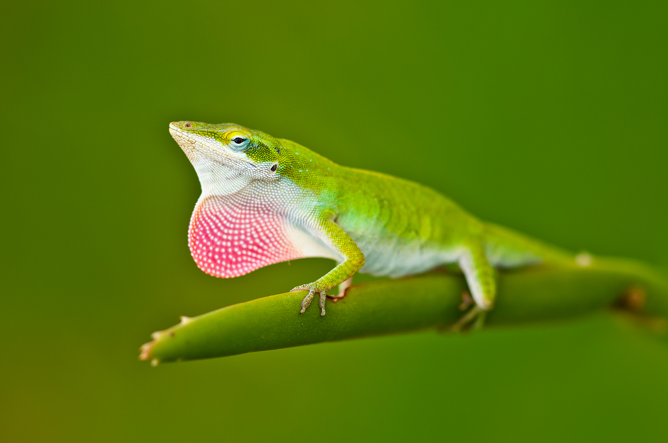 green-anole-7175-2.jpg