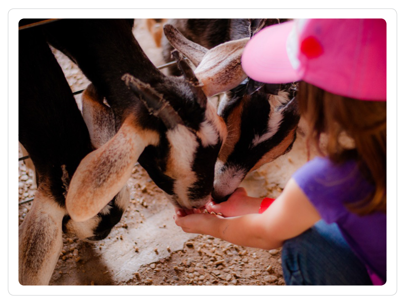 goats.png