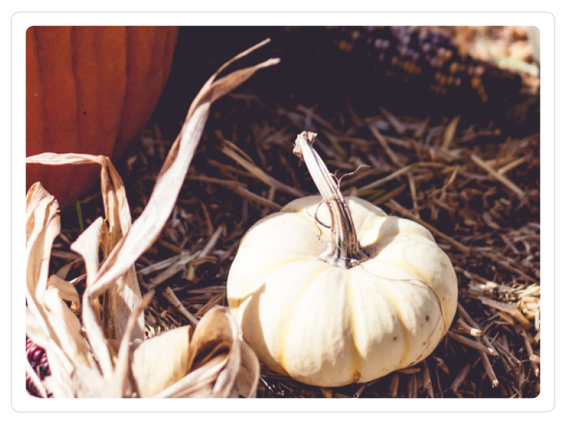 Fancy Pumpkin.png