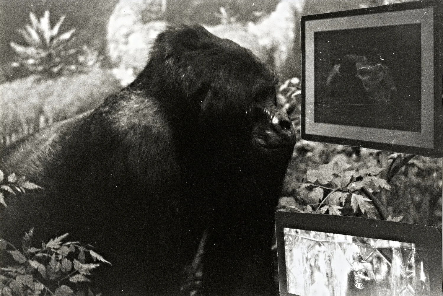  35 mm black and white film - collage    