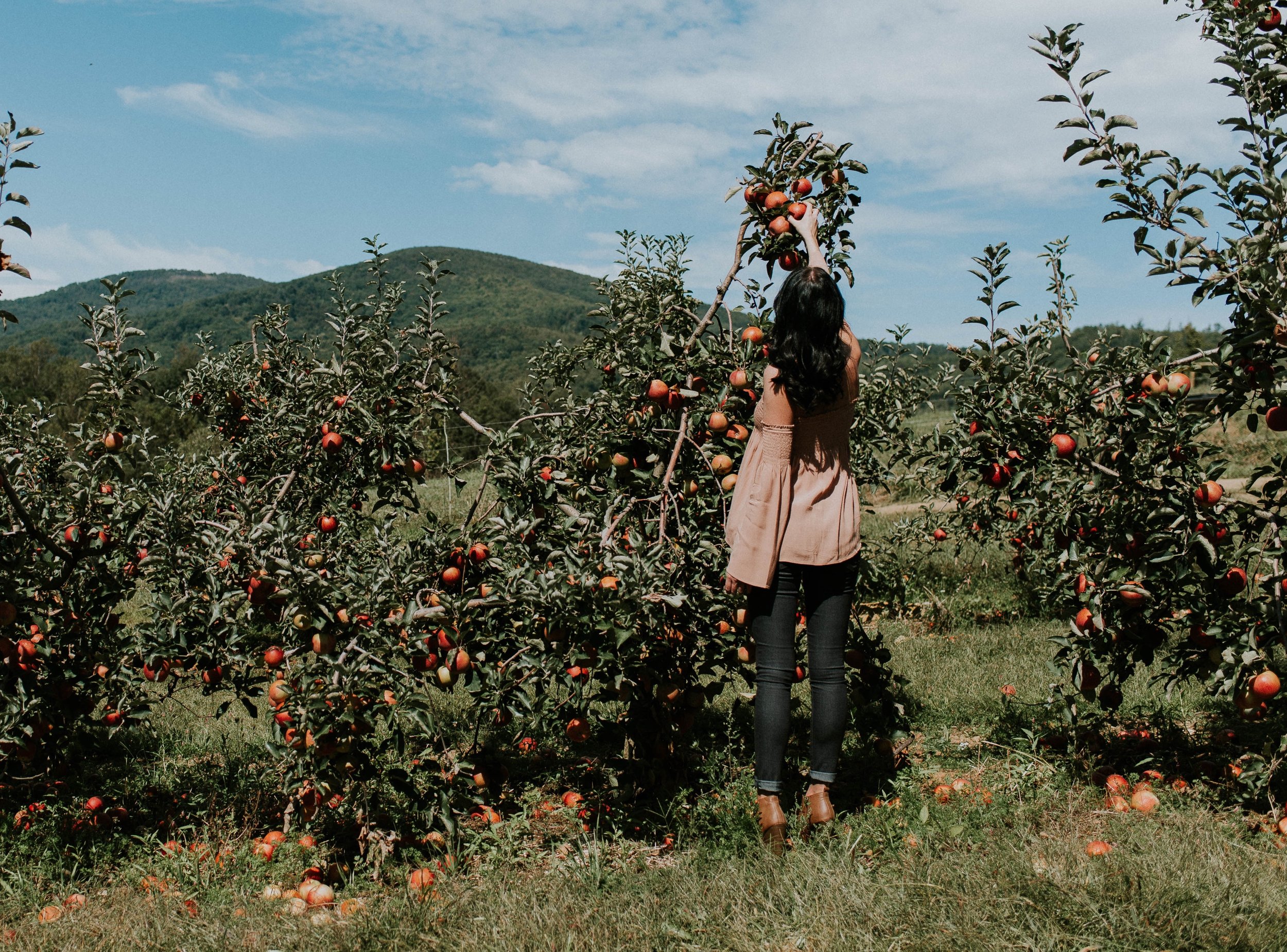 apple-orchard.jpg