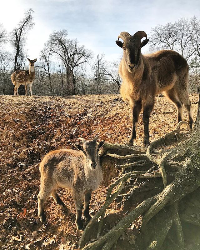 Oh, hi everyone. | #animal #nature #strikeapose