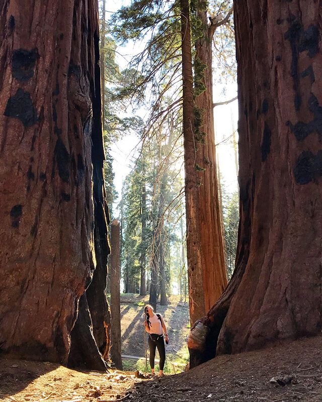 July 2019 | The biggest Christmas trees I have ever seen... 🎄#happyholidays #sequoia