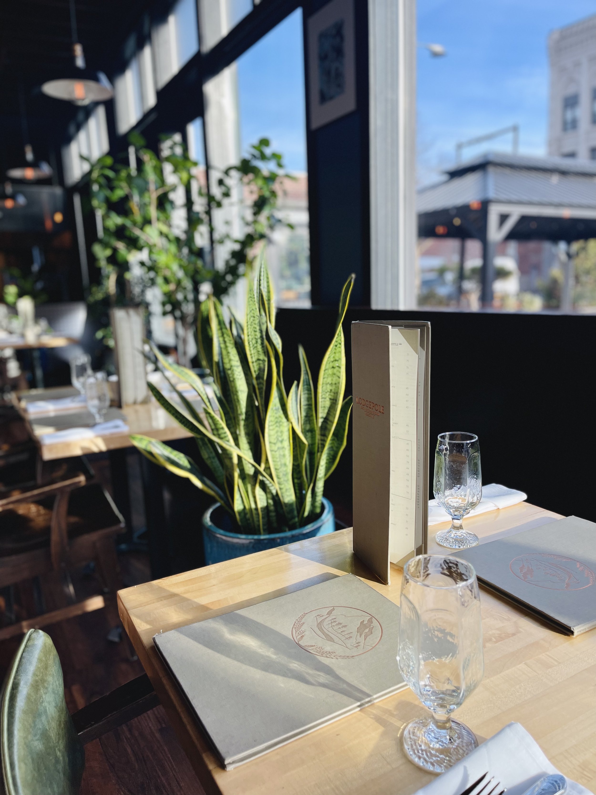dining room plant.jpg