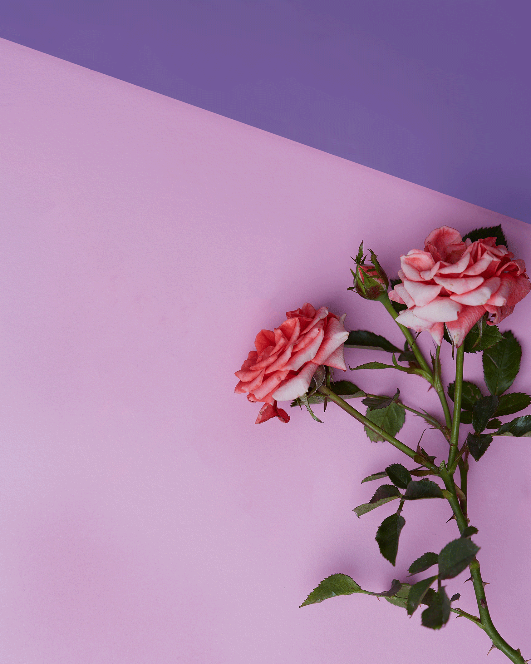 Innovia-May-Rose-Petal-cinemagraph-reducesize.gif