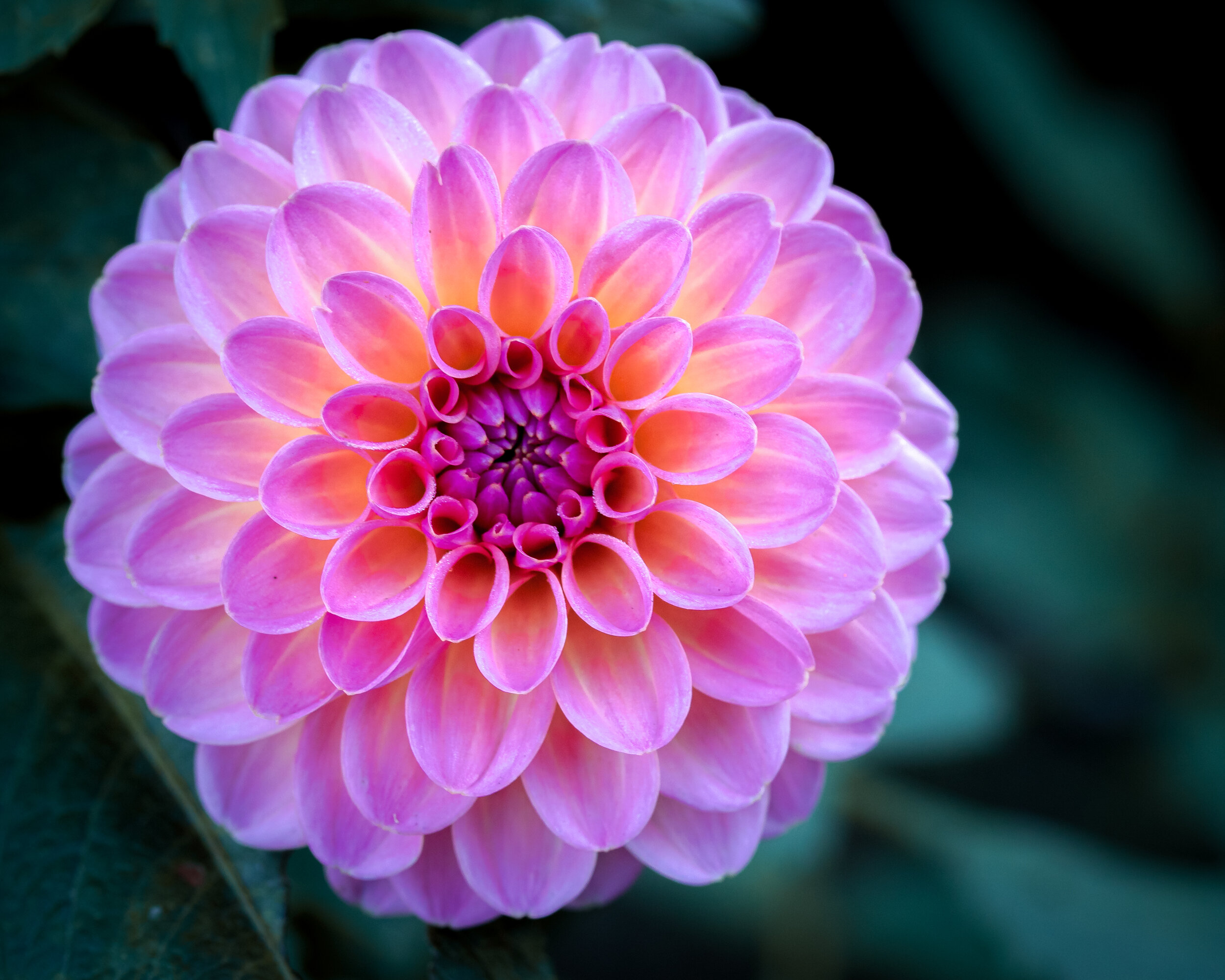 Flora3 1.jpg