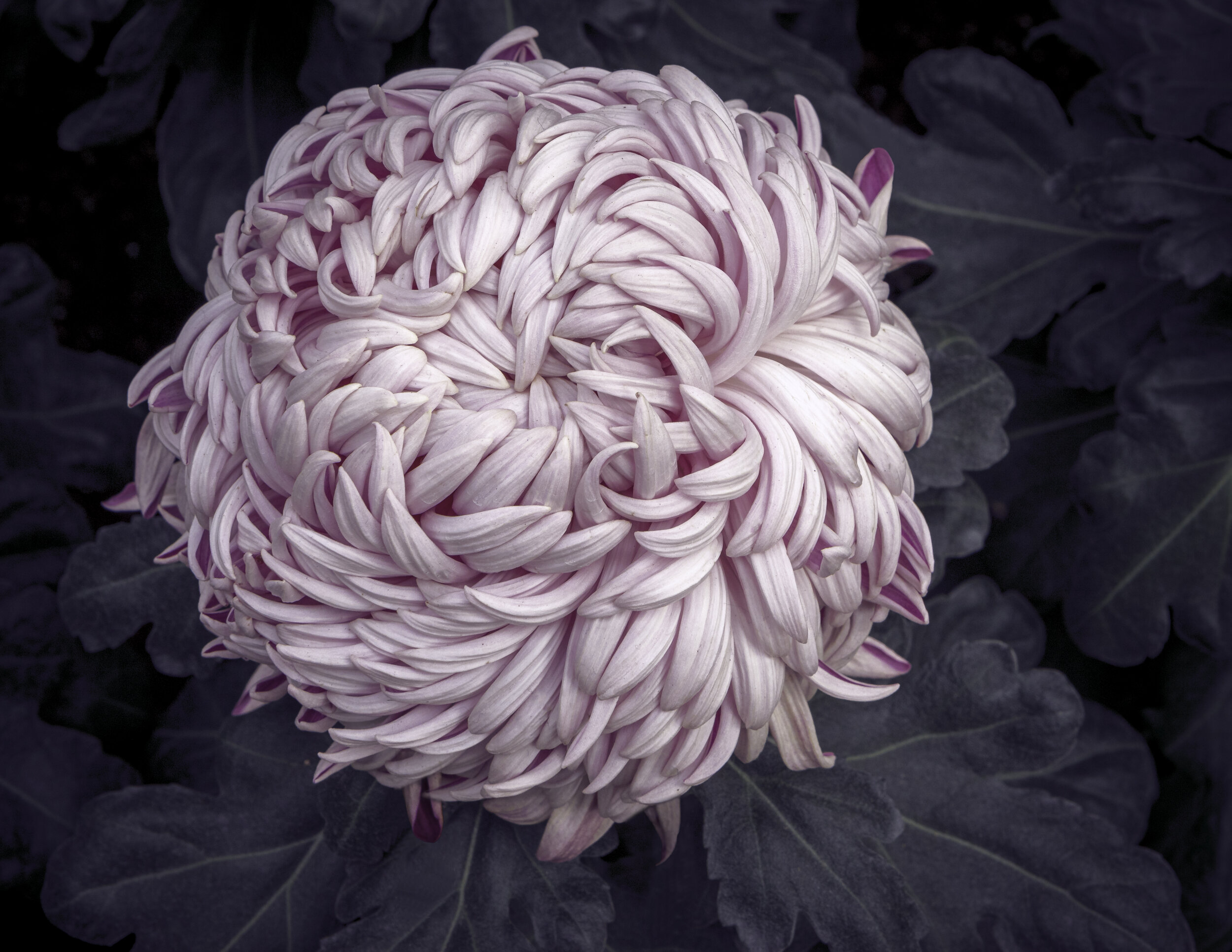 Chrysanthemum for Website.jpg