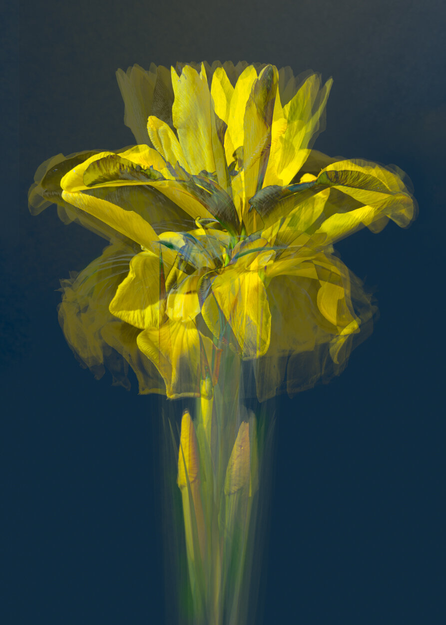Abstract Flora (4 of 9).jpg