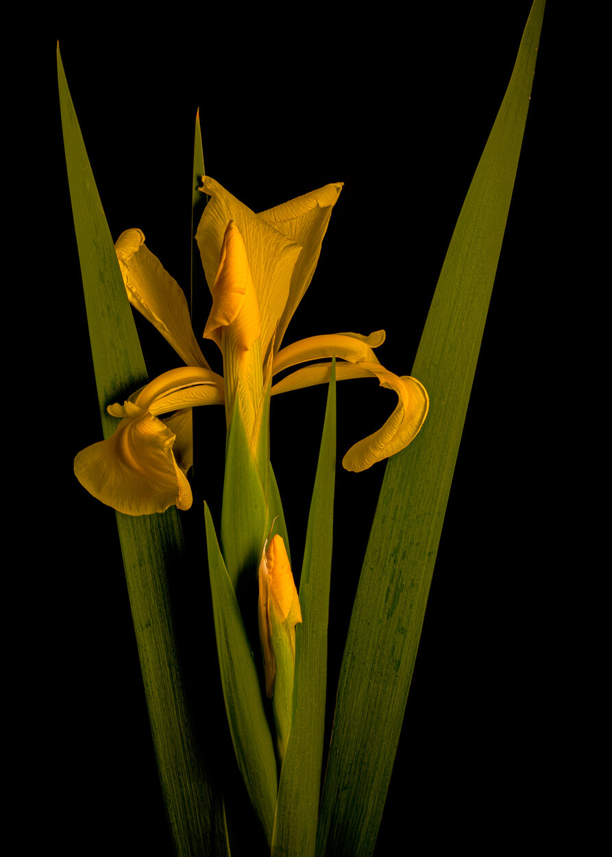 Dutch Iris