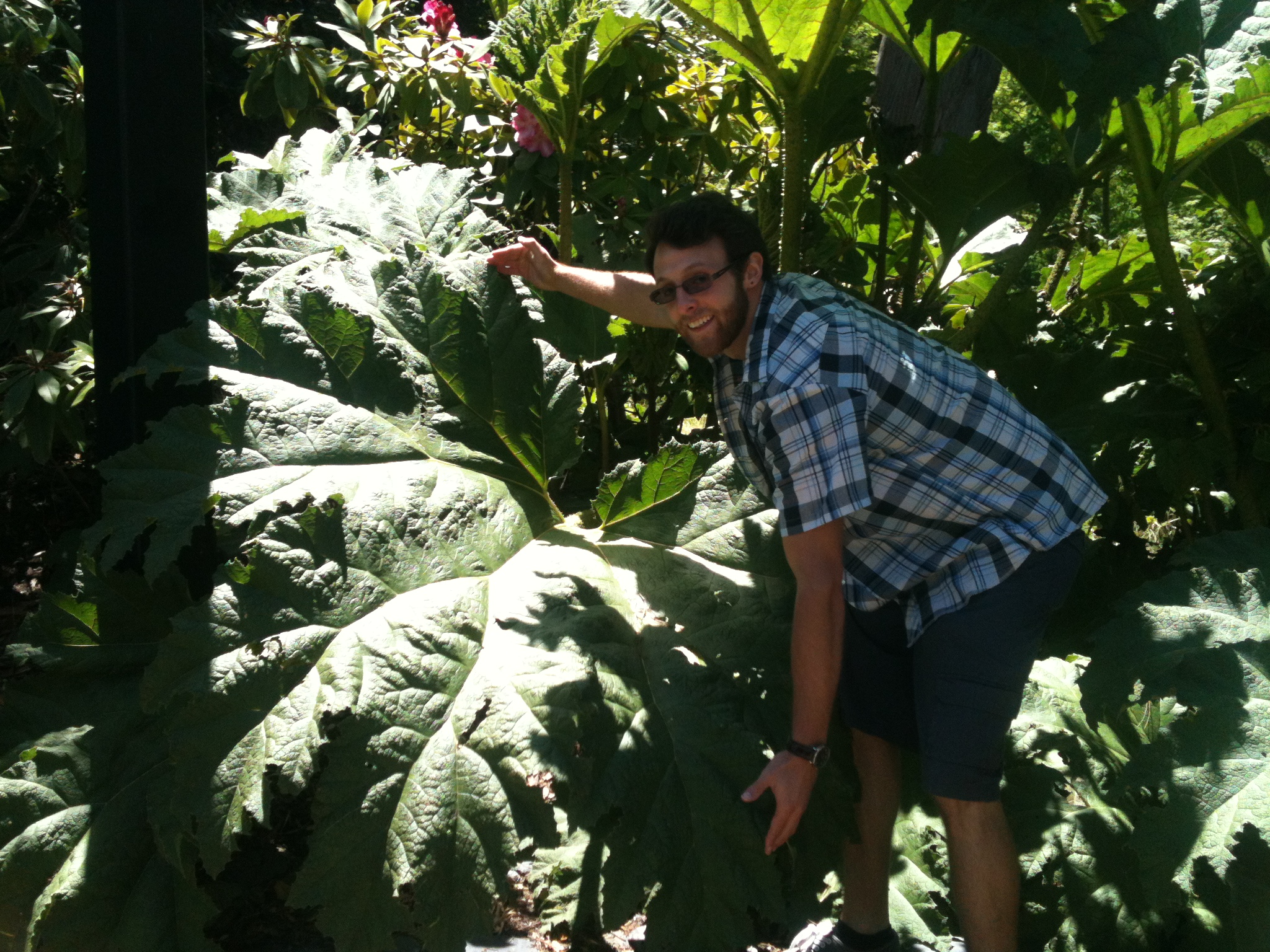 DJR+GiantLeaf.jpg