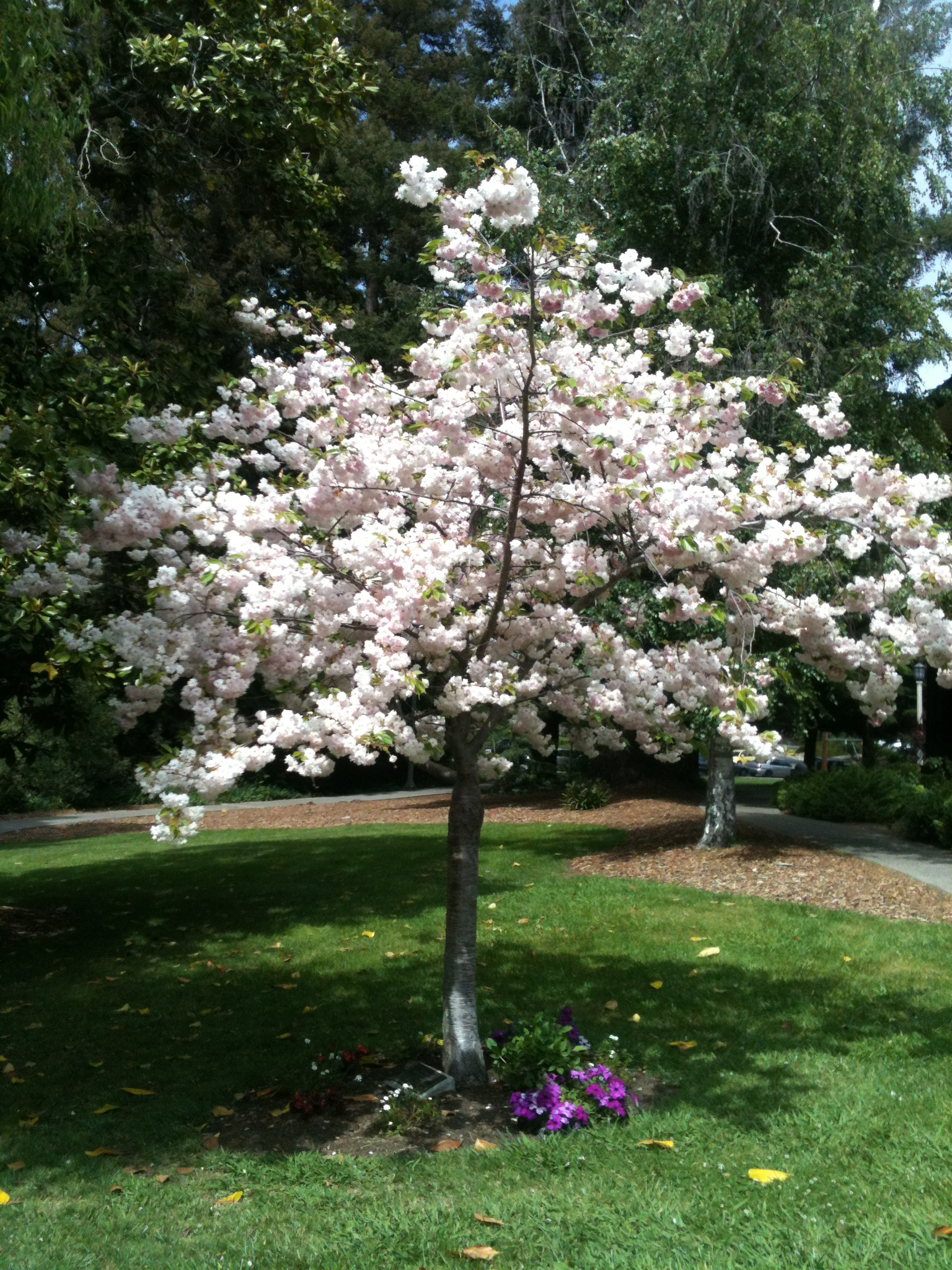 cherryBlossoms.jpg