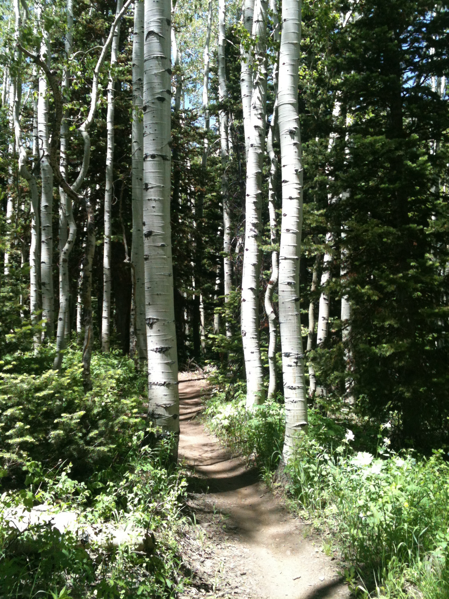 View_ParkCityBirches.jpg