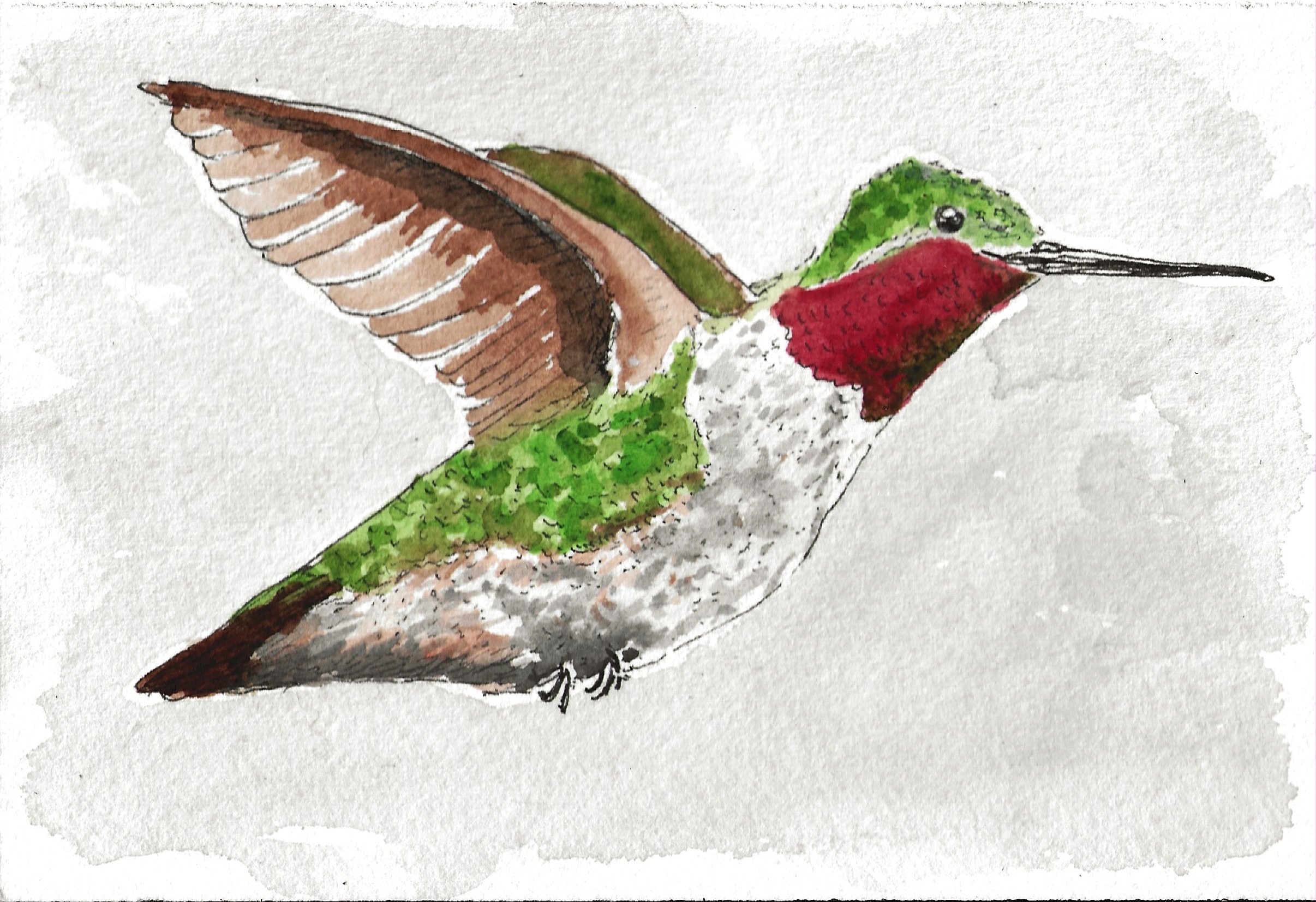 hummingbird.jpeg