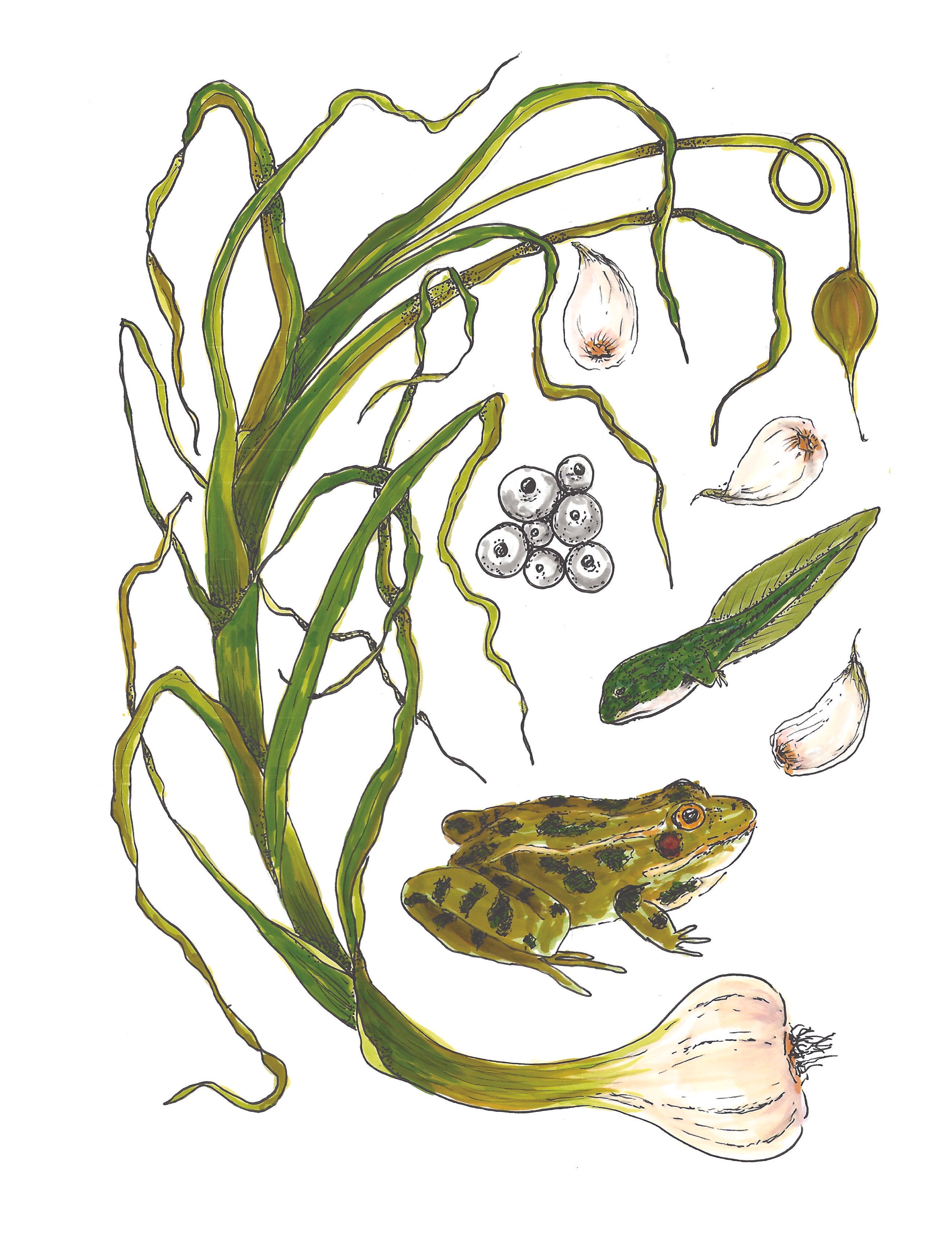 garlic+frog.jpg