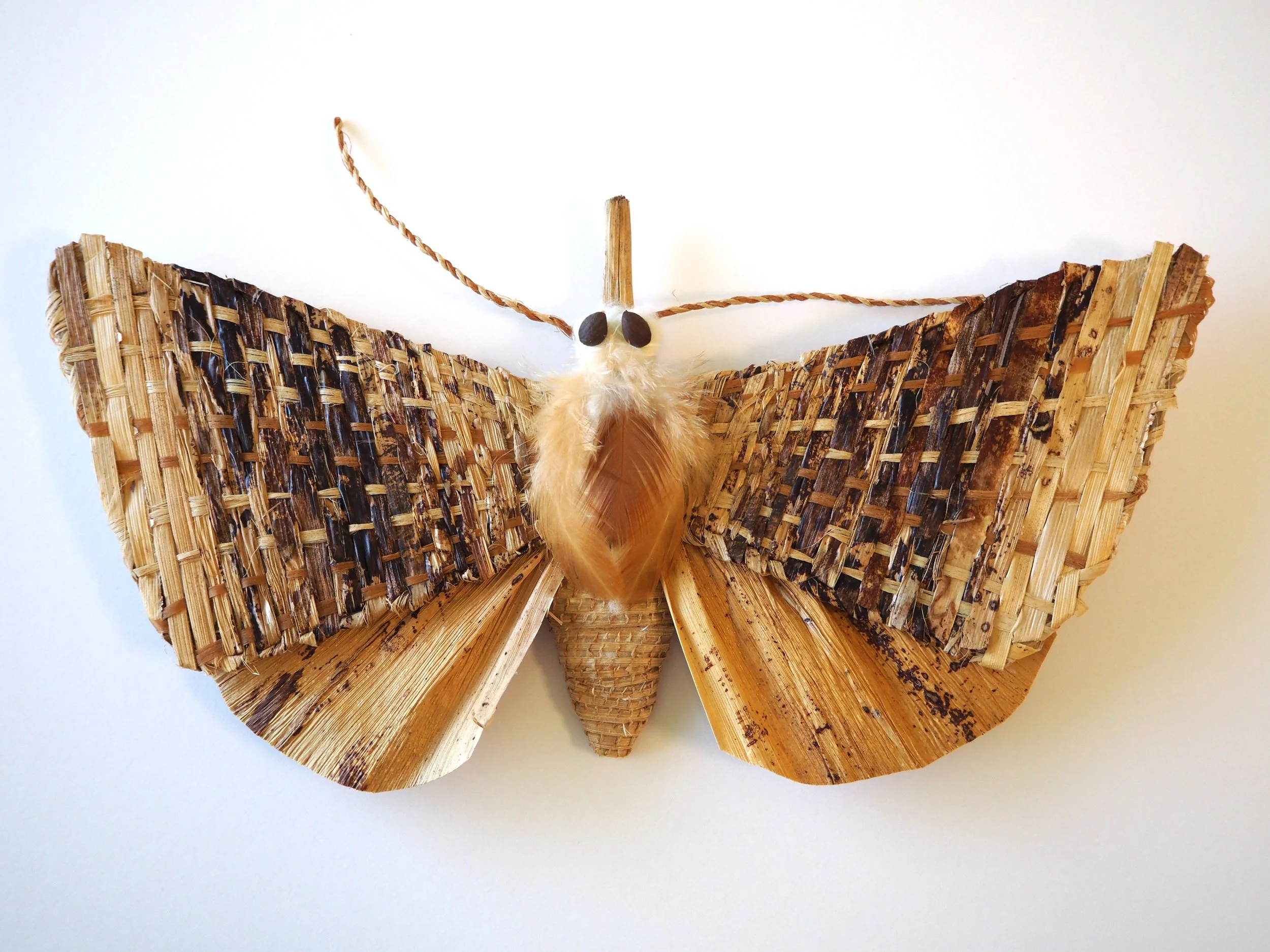 Ching-Mary_Hypena-obsoleta.jpg