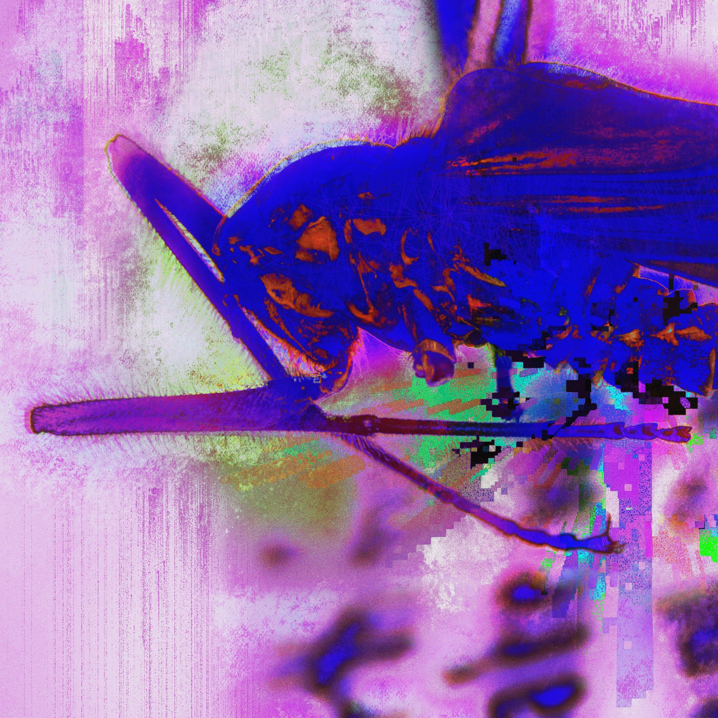 Groeniger-Scott_Shin-torrenticola-haemanucleata-(Yashiori-morph).jpeg