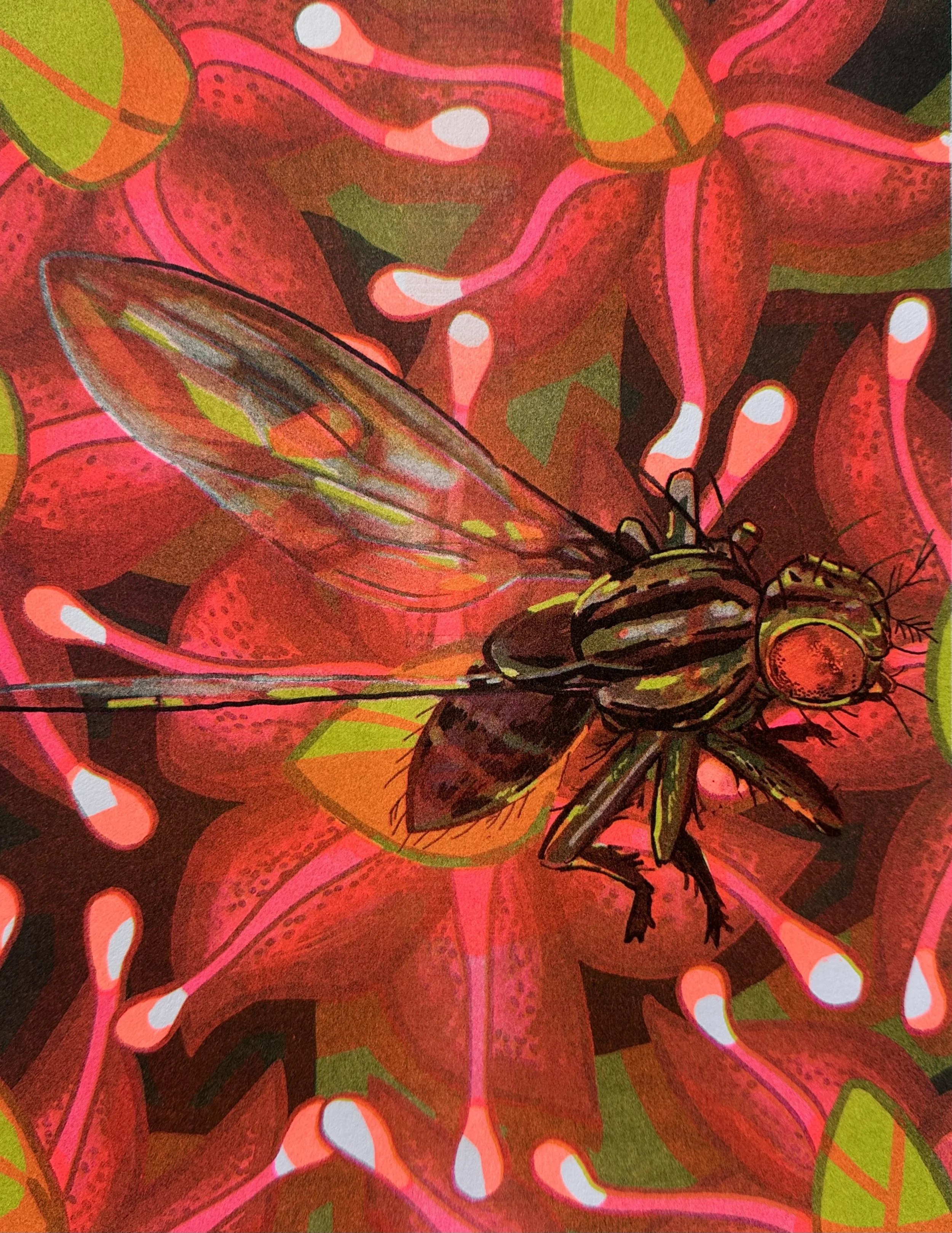 ParkDevyn_Scaptomyza-undulata.jpg
