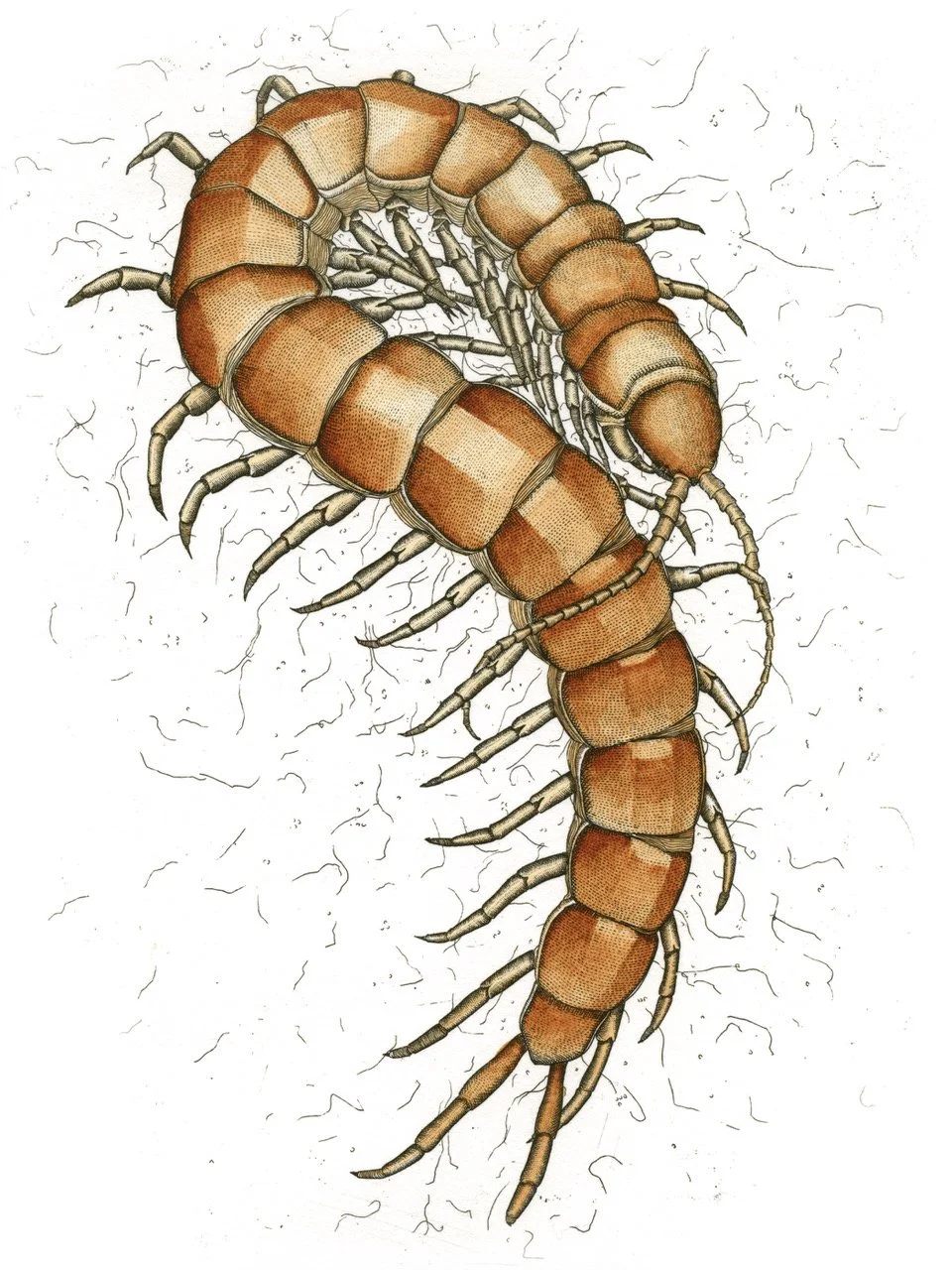 Giant_Centipede.jpeg