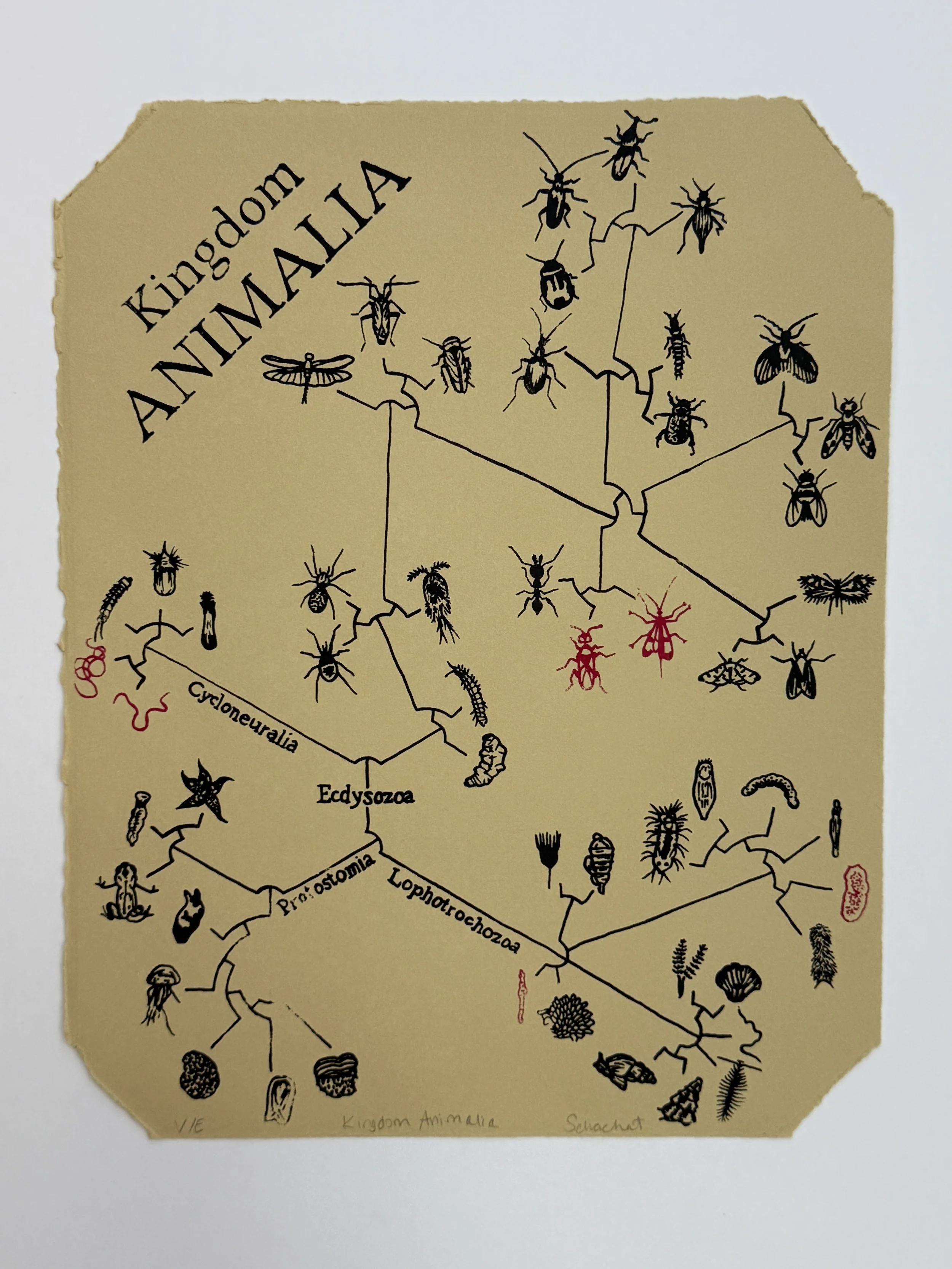 SCHACHAT_Kingdom Animalia.JPG