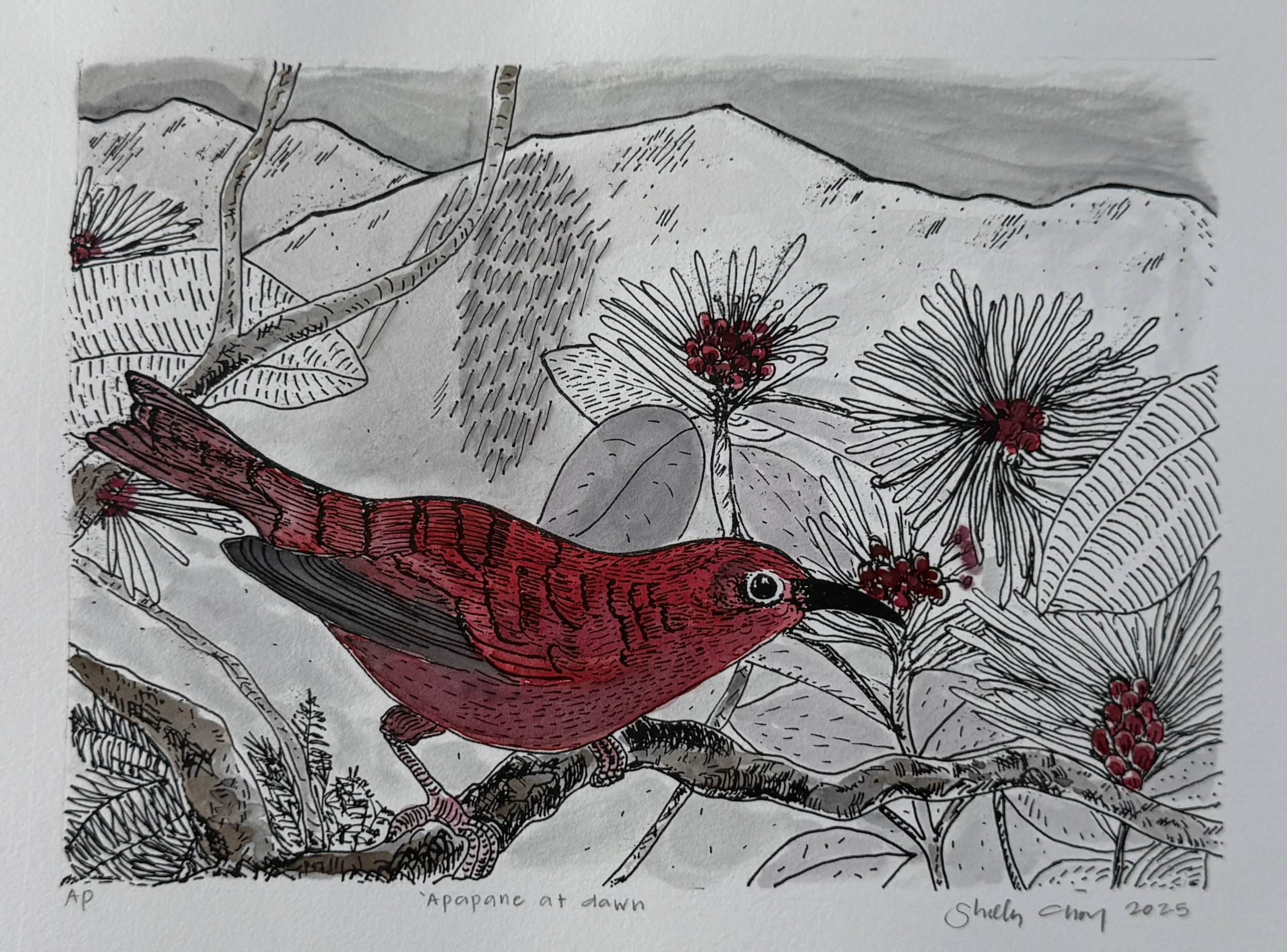 CHOY_'Apapane at dawn.jpg