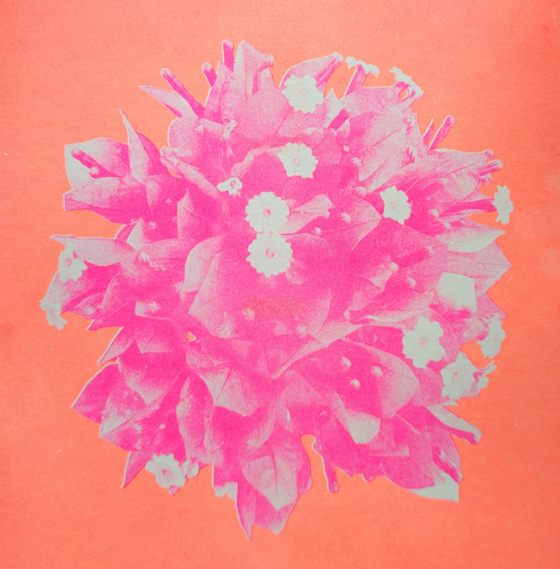 Park_BougainvilleaBloom.jpg
