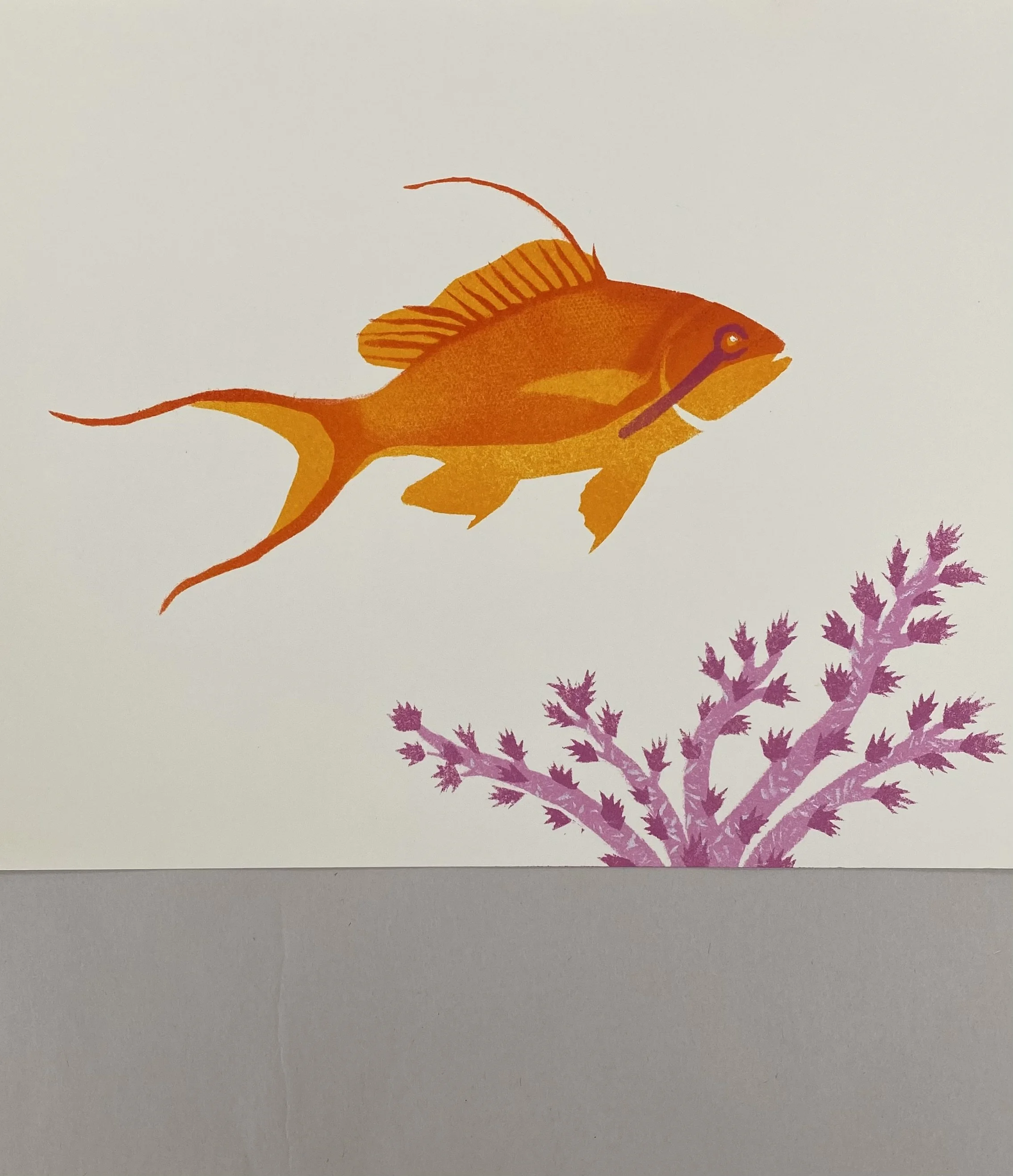 Lim_Lyretail Anthias.jpeg