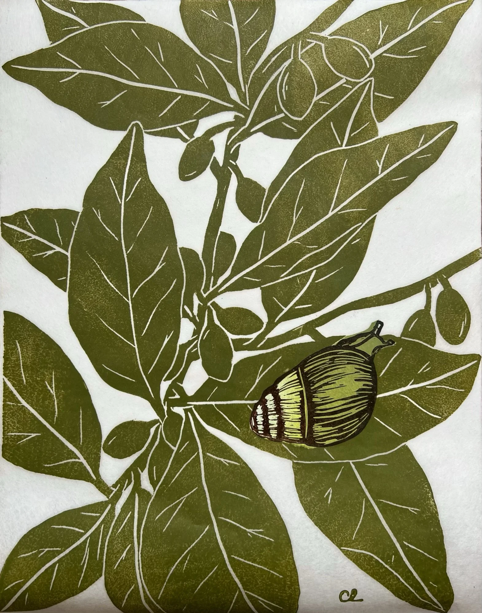 Copy of Lehman_Kāhuli on Olopua.jpg