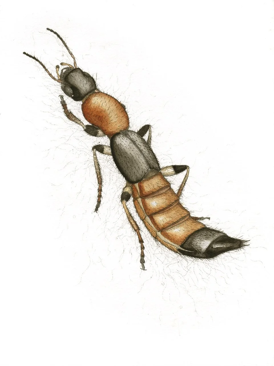 Paederis_Beetle.jpeg