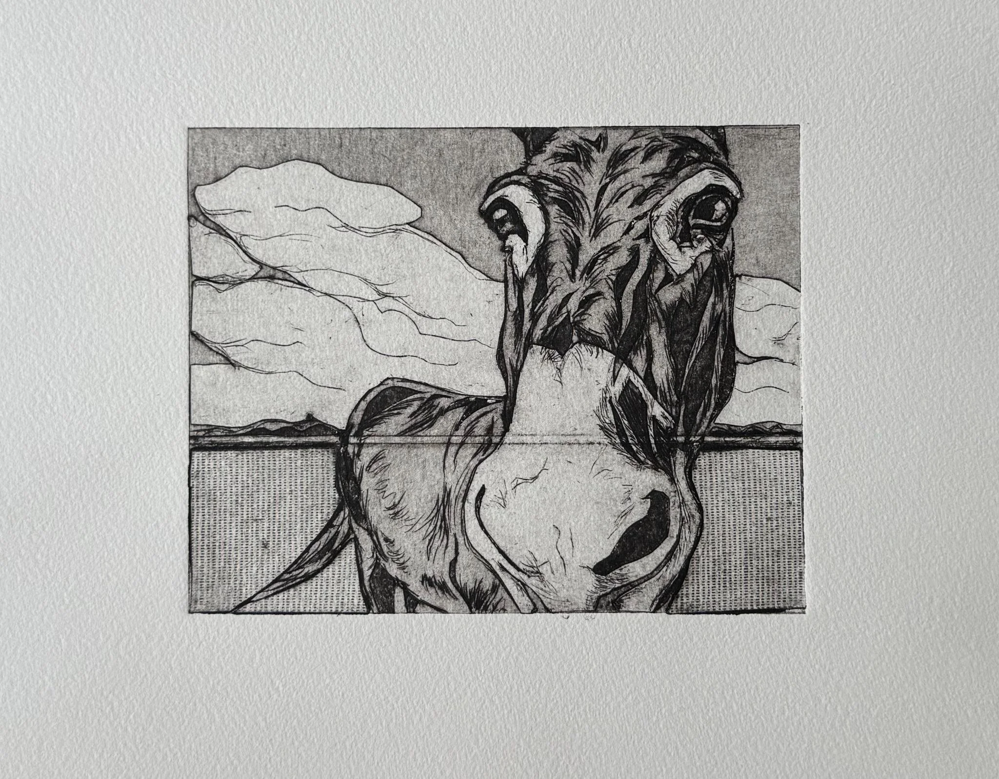 Copy of Avila_Donkey.jpeg