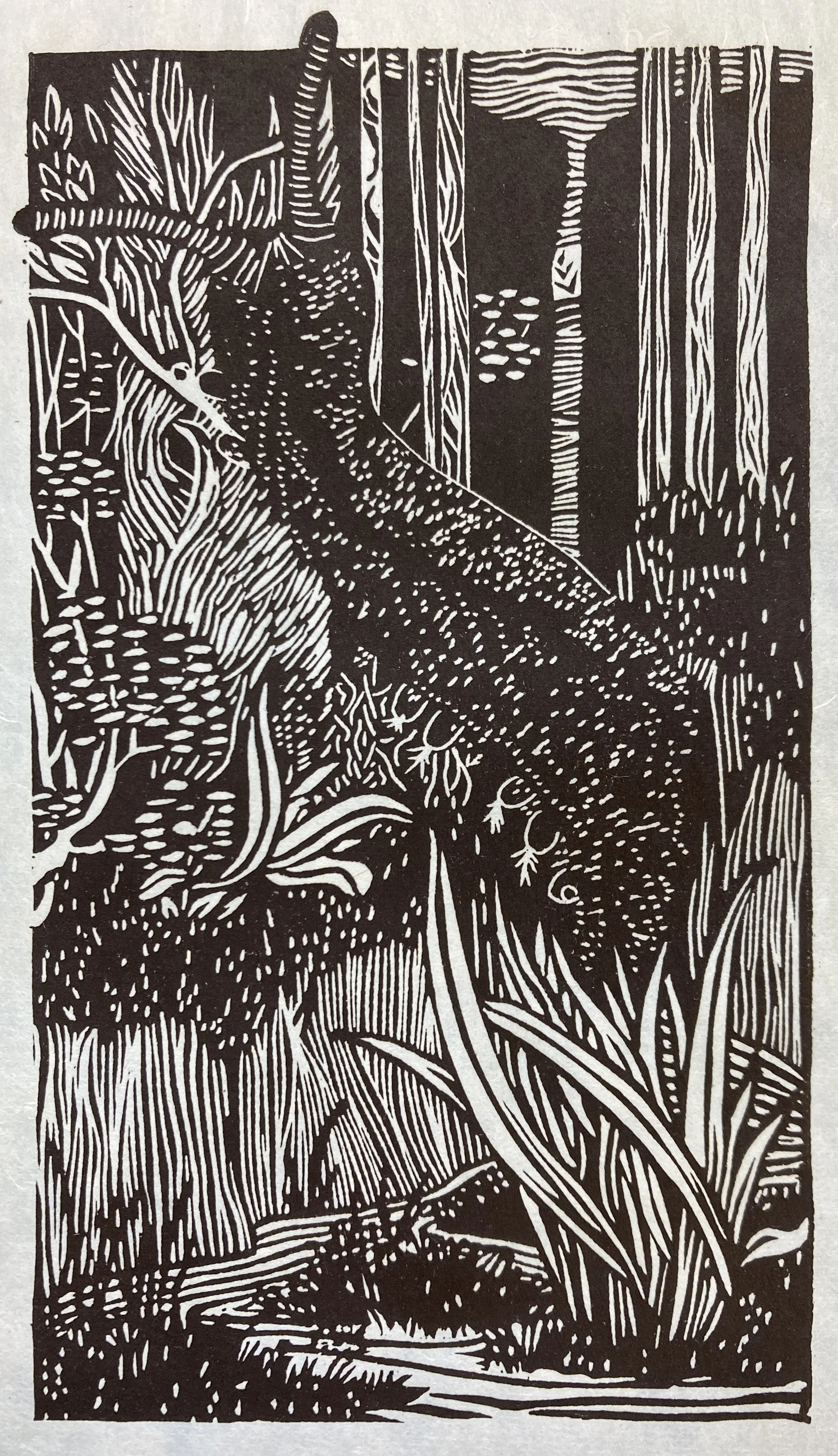 Copy of Schachat_Velvet Worm.jpg