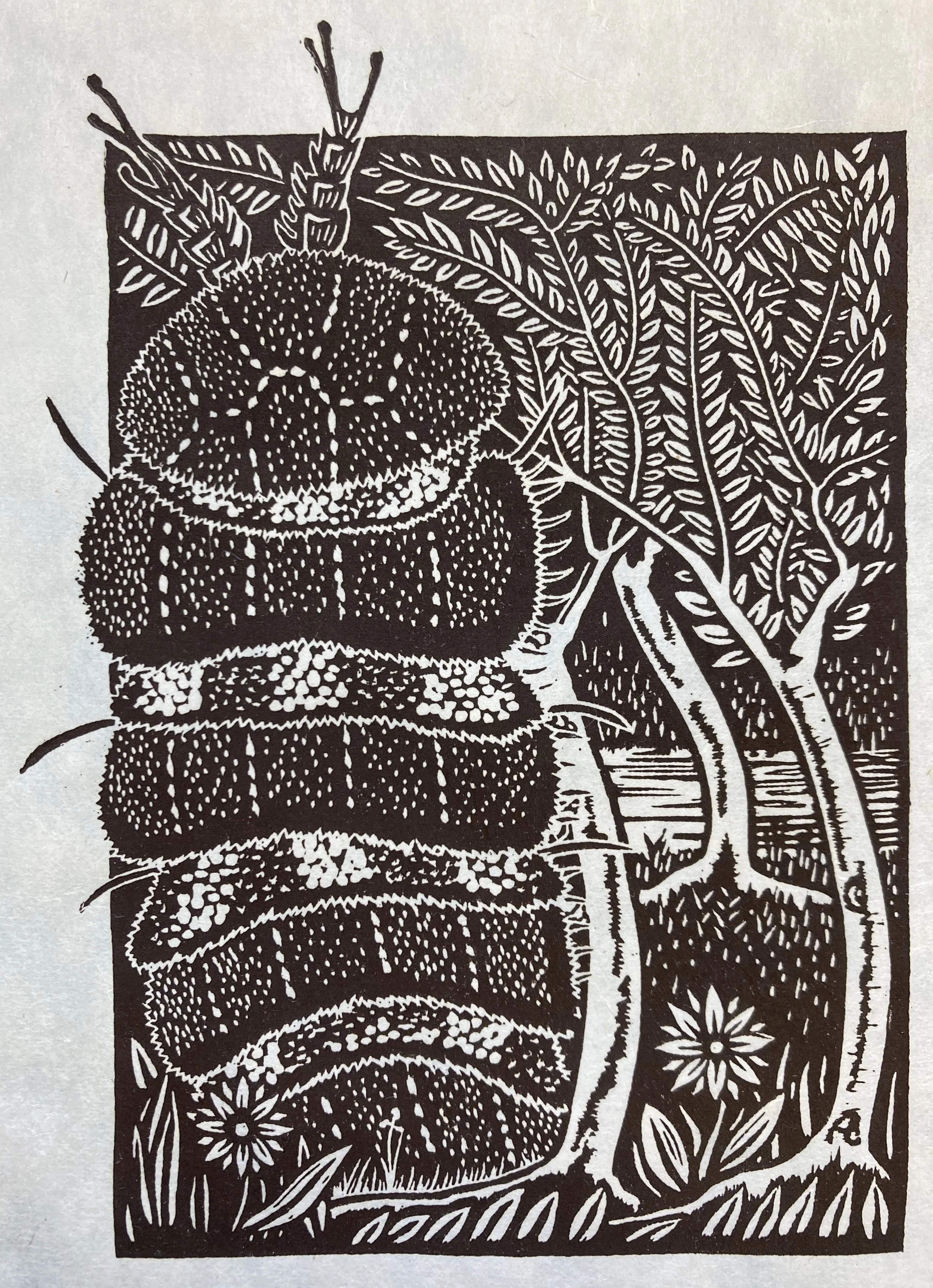 Copy of Schachat_Pauropod.jpg