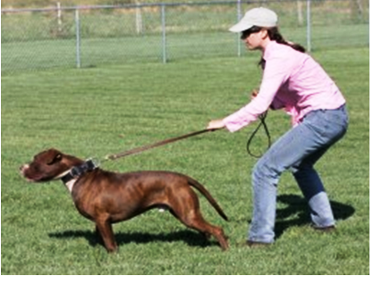 how to put a leash on a fearful dog