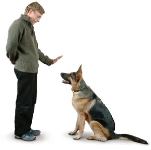 German_Shepherd.jpg